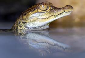 crocodilo