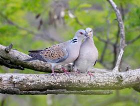 Two turtledoves