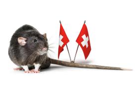 Rato ao lado de bandeira suíça