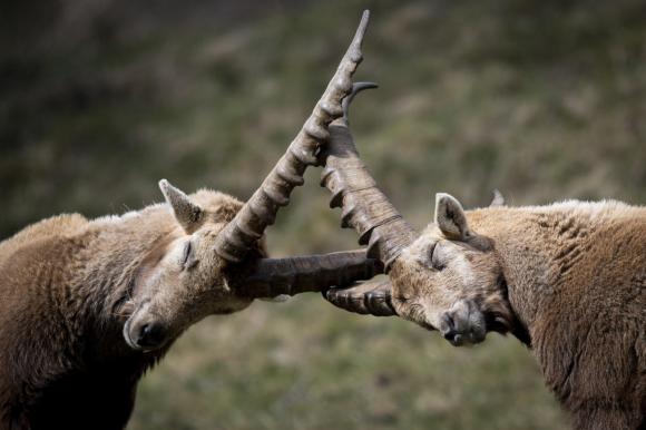 Two ibex locking horns