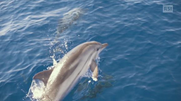 Coppia di delfini che nuota in mare aperto; uno dei due fa capolino sul pelo dell acqua