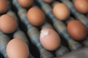 2019年，瑞士居民人均鸡蛋年消费量为184个。