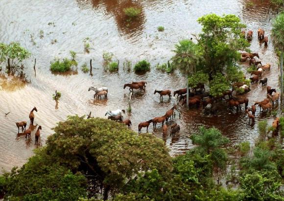 Aerial view of horses in flood waters in Bolivia s Moxos plains