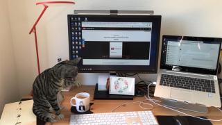 Arbeitsplatz mit Katze auf dem Tisch, neben einem Computer