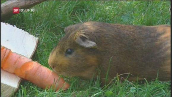 a guinea pig eats a carrot