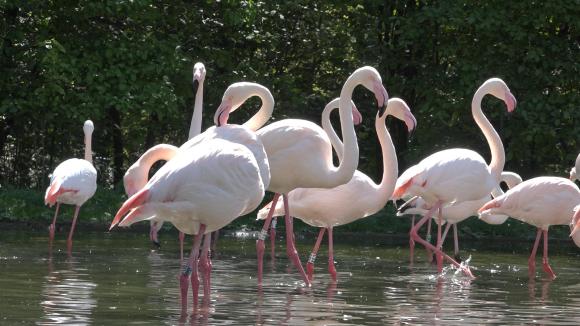 Flamingoes in water at Bern zoo