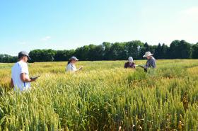 agrónomos en un cultivo de trigo