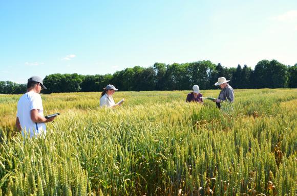 wheat field