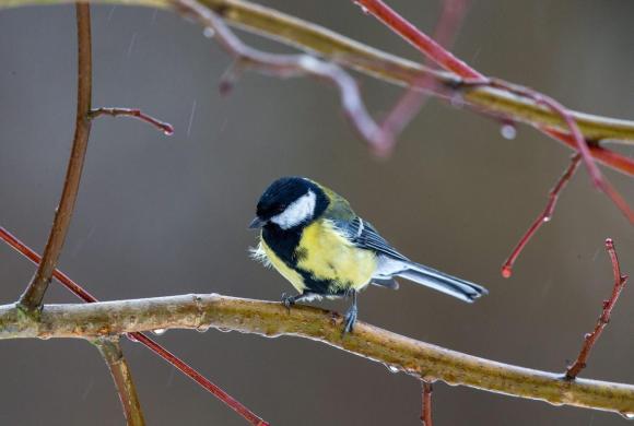 Great tit sitting on a branch