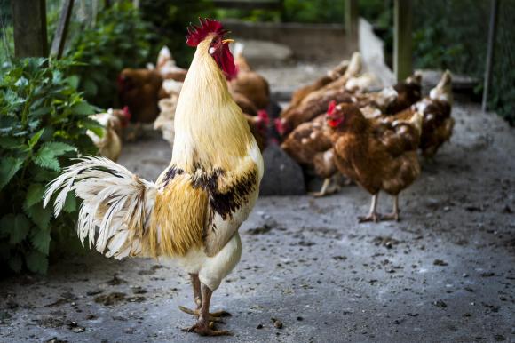 Cockerel