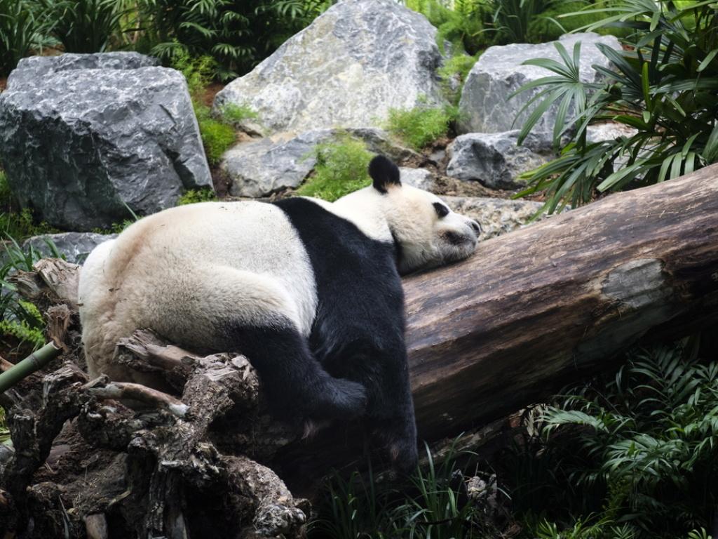 Di Quelli Di Bambù Si Nutre Il Panda