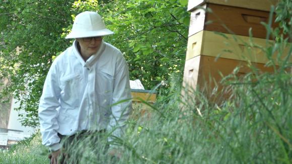 Does saving bee colonies mean breaking with tradition? - SWI