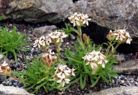 Saponaria flower