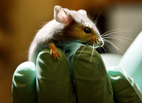 Mouse being held by a scientist