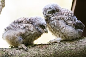 バーゼル動物園でフクロウの赤ちゃん誕生 Swi Swissinfo Ch バーゼル動物園でフクロウの赤ちゃん誕生 Swi Swissinfo Ch