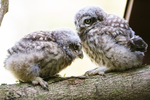 Two baby owls