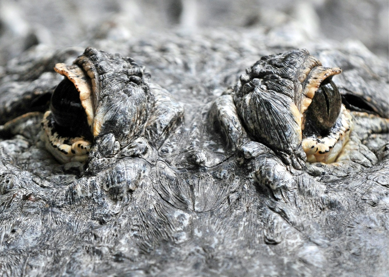 France Croco Alligator Skins in Stock 