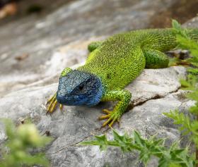 green lizard with blue head