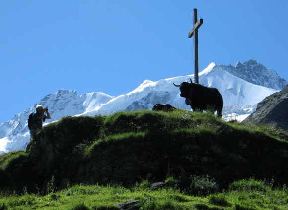 tourîst taking picture of cow in front of snow mountain