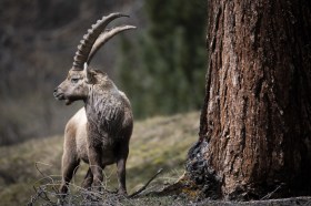 Alpine ibex with large horns