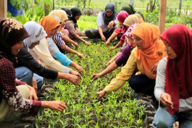 印度尼西亚的农村妇女正在学习如何更好地育苗