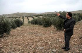 أشجار الزيتون السورية تزهر في أرض كردستان العراق Swi Swissinfo Ch