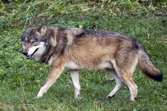A wolf on grass