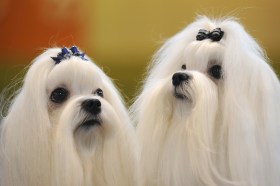 Two Maltese dogs