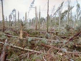 Le désordre dans les forêts protège la biodiversité - SWI swissinfo.ch