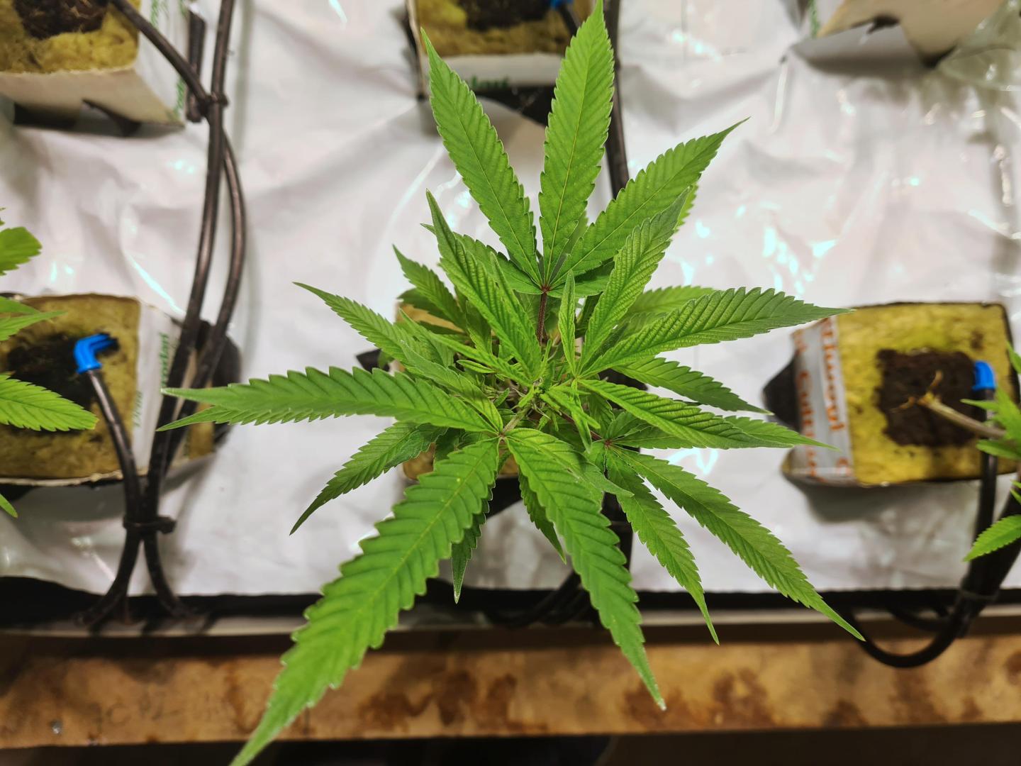 Швейцарии легализовали марихуану джордж вашингтон выращивал марихуану в своем саду