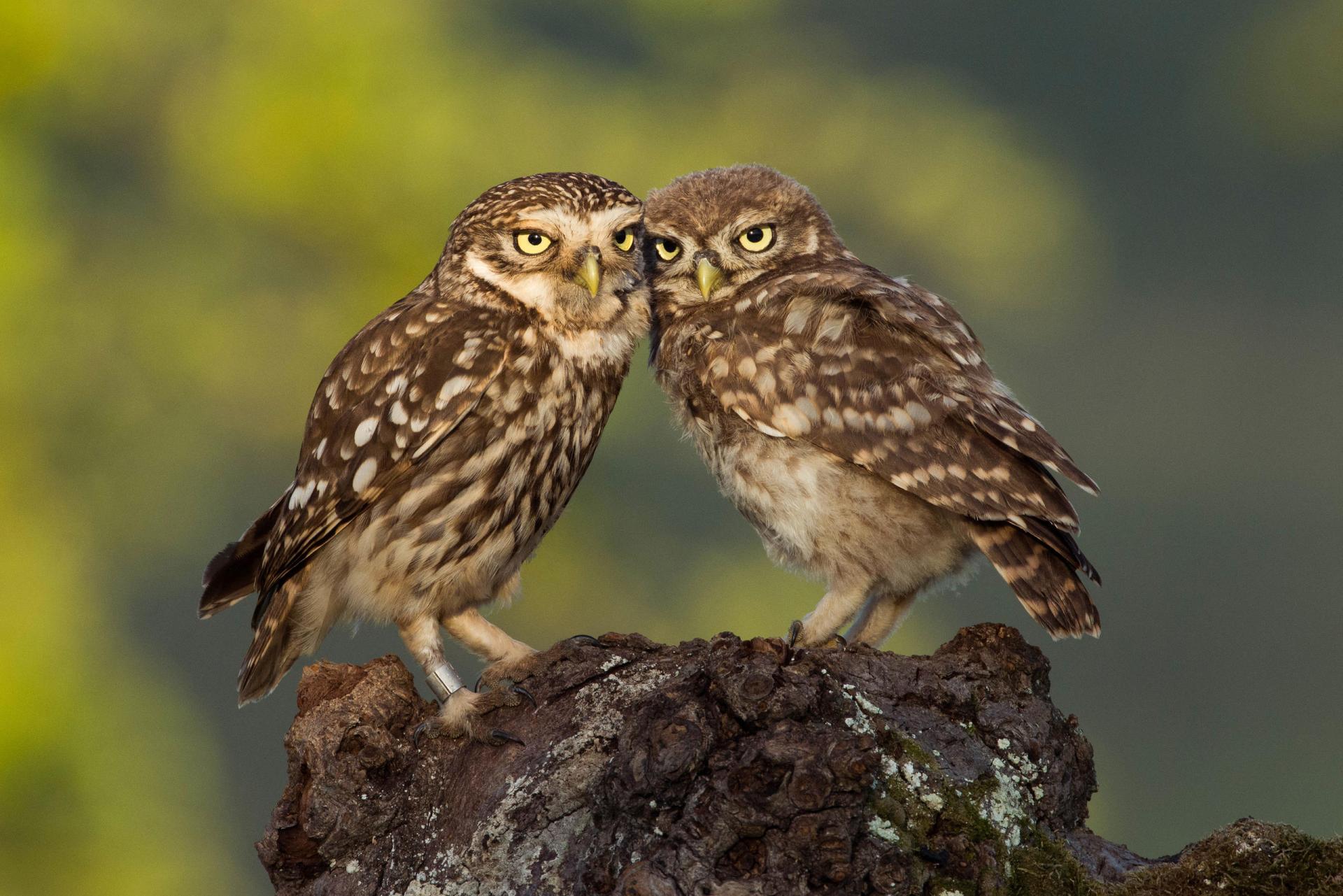 Little owl is Swiss bird of the year SWI swissinfo.ch