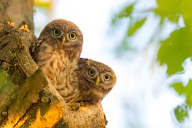 little owls in tree
