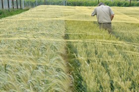 2008年至2010年，研究人員在蘇黎世附近的雷肯霍爾茨(Reckenholz)和洛桑附近的普利(Pully)種植並研究了基改小麥品種。
