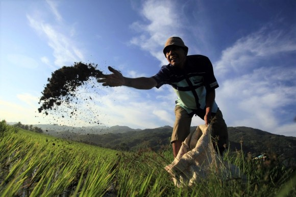 Homme jetant du fertilisant sur un champ.