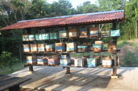 caixas de abelhas