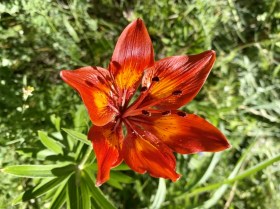 Fire lily
