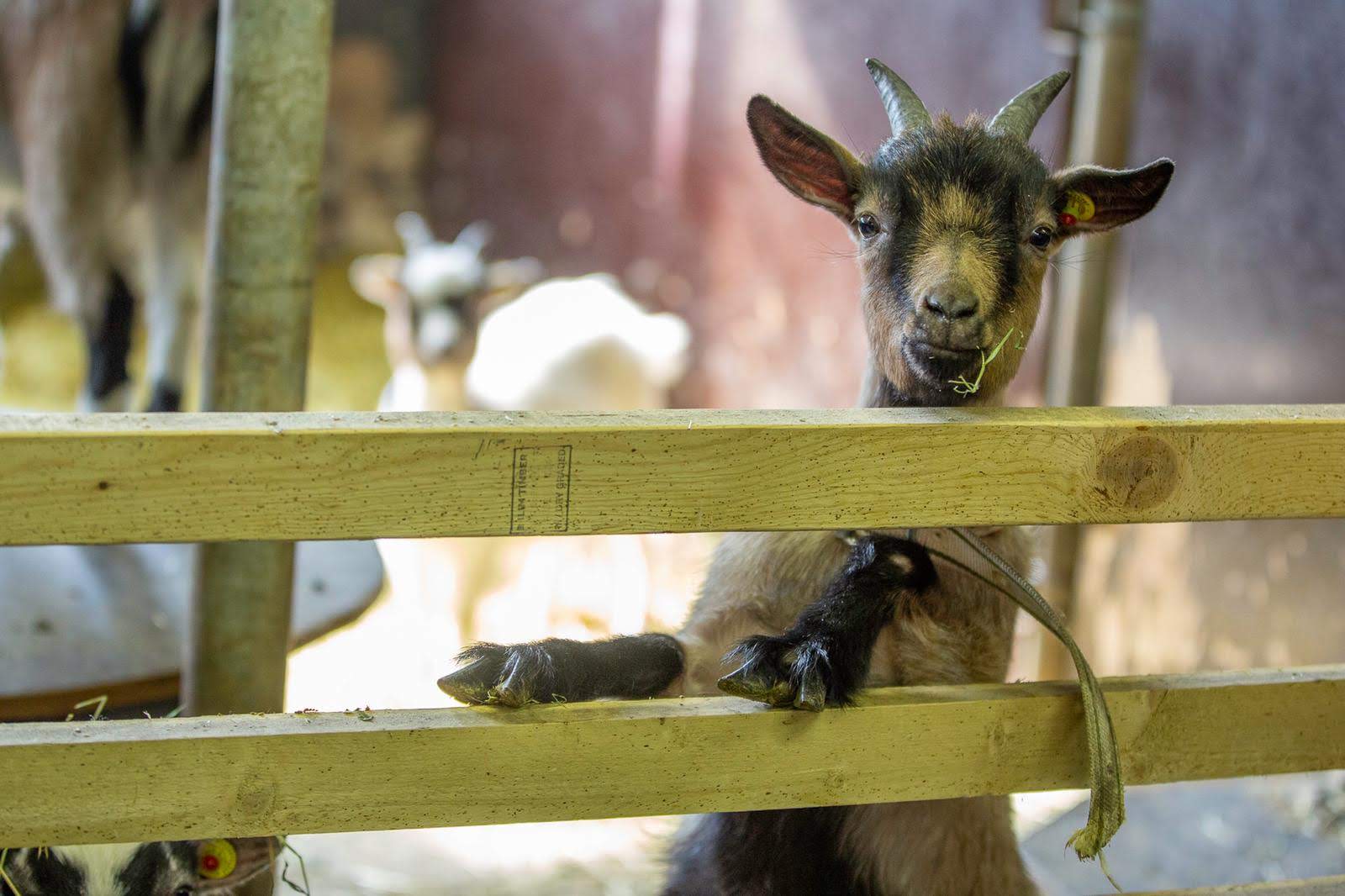生産性の異なるヤギで コントラフリーローディングの比較研究 動物園 水族館の動物福祉を学びたい人のためのサイト Zawaw