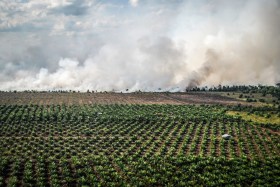 دخان كثيف منبعث من إحراق الأشجار لإزالة الغابات واستبدالها بمزارع زيت النخيل