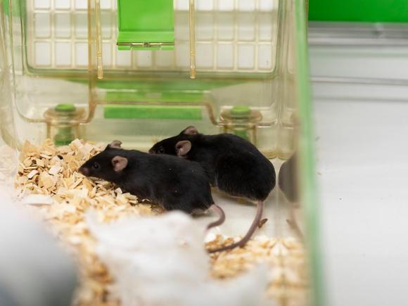 瑞士联邦委员会希望能减少瑞士的动物实验。然而，主张禁绝动物实验的公民动议却遭到了联邦委员会的否决。