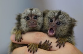 Two marmosets