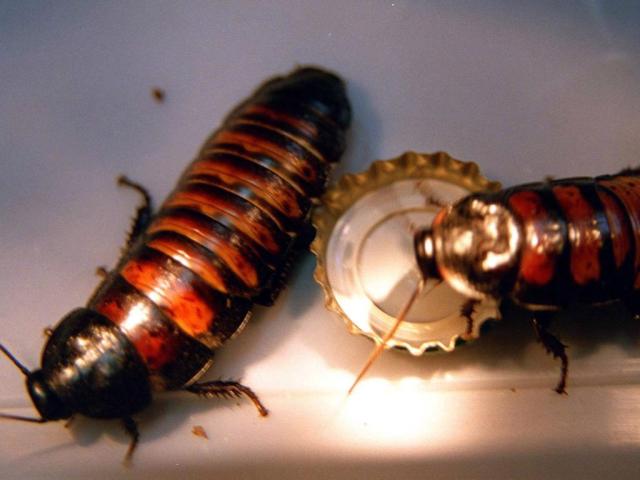 creepie rencontre tarantula