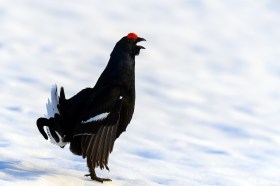 black grouse in snow