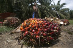 palm fruit