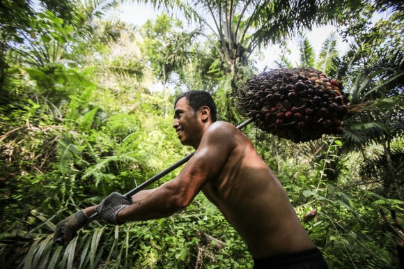 Lavoratore in una piantagione di palme da olio