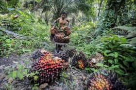 palm oil