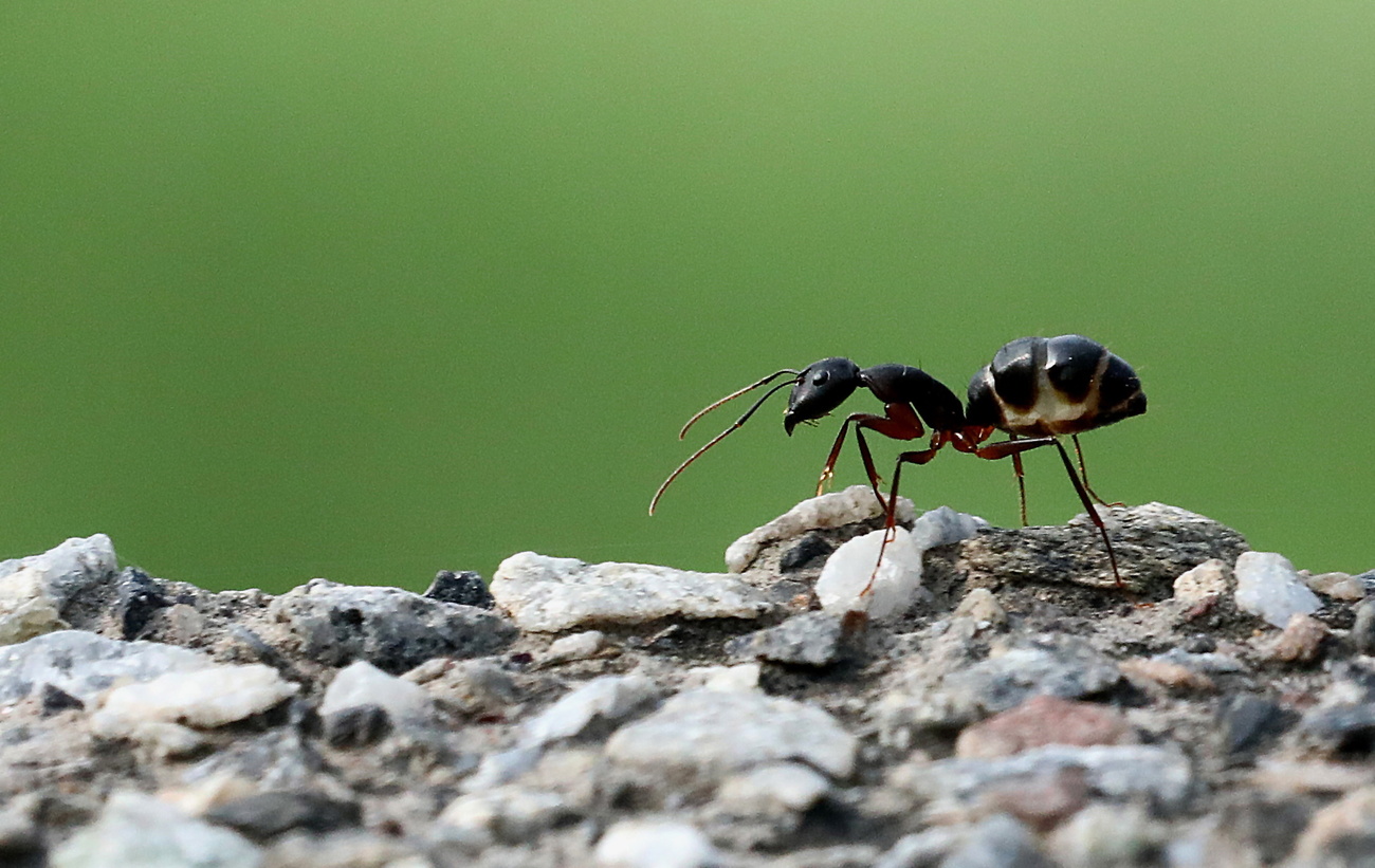 Age no barrier to ant career advancement - SWI swissinfo.ch