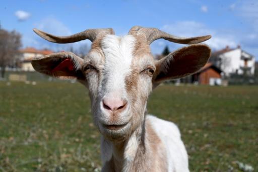 Croacia quiere salvar a la cabra de Istria, su emblema - SWI 