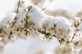 白雪落在樱花上
