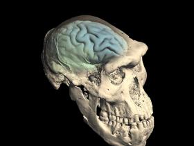 دراسة علمية تؤكد أن الدماغ البشري الحديث ظهر بعد مليون سنة مما كان يعتقد Image_20210408phf9277
