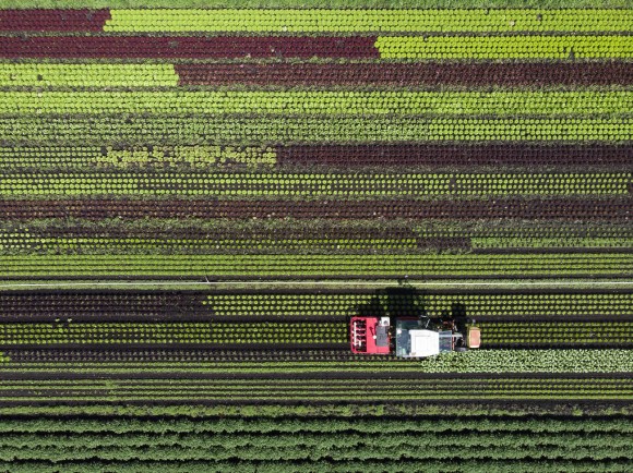 Aerial view of a lettuce field and a tractor